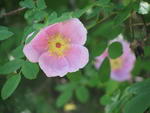 ,R. alpina. non L. R. bourgeauiana. R. gmelinii. R. karelica. R. sayi. prickly rose, bristly rose, A